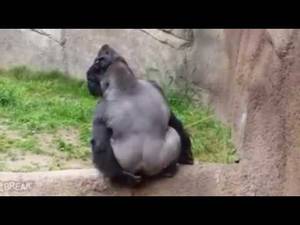 Anime Gorilla Porn - Anime porn