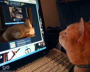 Bi Gender Porn - Porn is for Boys