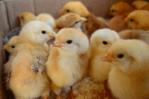 Baby Chicken Porn - Baby Chicks: The Definitive Care Guide - The Happy Chicken Coop