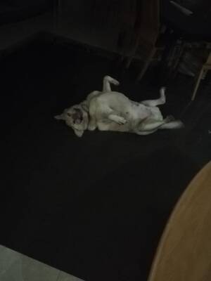 Italian Porn Doggie - This is my dog Rocco, hes named after a italian porn actor :  r/WhatsWrongWithYourDog