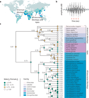 H%c3%a5rt Sex - Group size and mating system predict sex differences in vocal fundamental  frequency in anthropoid primates | Nature Communications