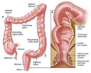 anotomical transexual anal illustration - Anus model rectum - Random Photo Gallery.