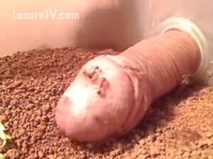 Ant Farm Porn Ass - Ant colony vs. Dick - LuxureTV