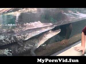 Alligator Mating Porn - Alligators.Mating? from crocodile mating Watch Video - MyPornVid.fun