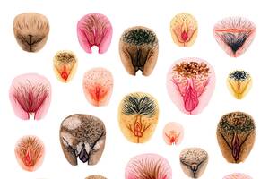 fat pussy lips sex chan - How Artists and Media Are Doing Away With Vulva Shame | Teen Vogue