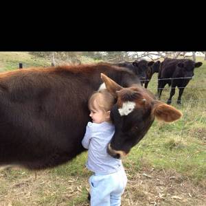 Cow Daisy Barnyard Porn - lovin cows