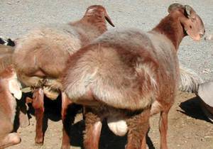 Goat Chicken Porn - Pictures showing for Goat Chicken Porn - www.mypornarchive.net