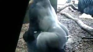 Monkey Sex Men - monkey Animal Porn