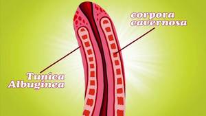 big dick tiny teen anal - 