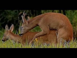 Deer Sexy - Mating deer, rutting season, high quality