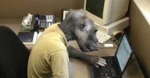 Celebrity Monkey Porn - Celebrity Monkey Porn | Sex Pictures Pass