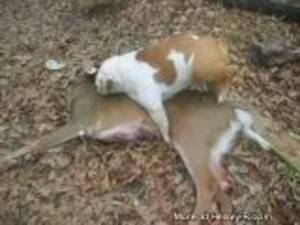 Deer Bestiality Porn - Deer Bestiality Videos - Free Porn Videos