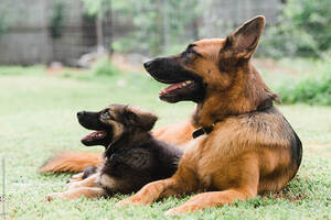 German Shepherd Porn Sites - Young And Adult German Shepherds\