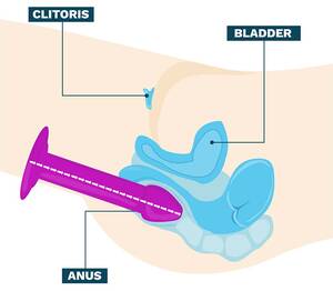 anal dildo diagram - How To Use An Anal Vibrator: SECRETS from a Sex Toy Tester!