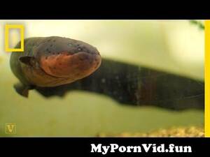 Eel Sex Hot - It's True: Electric Eels Can Leap From the Water to Attack | National  Geographic from eel amp women sexa video xxx 3gpol girl sex Watch Video -  MyPornVid.fun