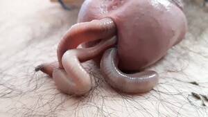 Extremely Weird Porn - Extremely weird & disgusting: 3 fat Worms inâ€¦ ThisVid.com