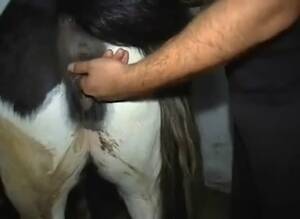 Man Fucks Mini Mare - Mini Mare Male Gaybeast Rip - Bestiality Porn Movie - Zoo Porn Horse, Zoo  Porn With Men at Katitube