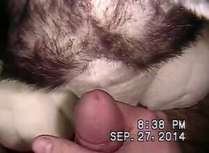 Husky Gay Porn - Jaag Plush Husky Gay Beast Com - Beastiality Sex Movie - Katitube Kinky Sex