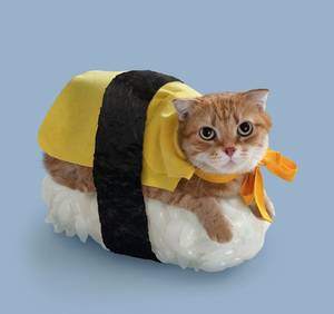 cat - Sushi cats are a real thing