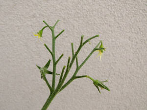 Angela Salvagno Pussy - Ù…Ø§ Ø§Ø³Ø¨Ø§Ø¨ Ø³Ù‚ÙˆØ· Ø§Ø²Ù‡Ø§Ø± Ø§Ù„Ø·Ù…Ø§Ø·Ù…ØŸ â€“ plantnmore