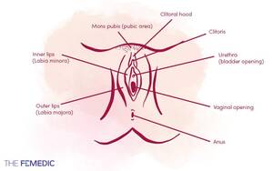 black pussy diagram - What does a vagina look like? Anatomy explained - The Femedic