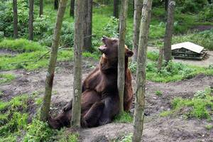 I Mean Actual Bears Bear Porn - Savage Love: Can a straight male call himself a bear? | Georgia Straight  Vancouver's source for arts, culture, and events