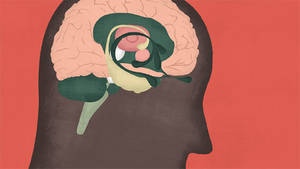 Julie Vu Transgender Porn - A developmental mismatch between sex and gender?