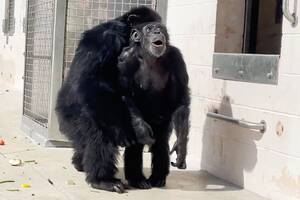 Chimpanzee Sex - Vanilla the chimp, caged entire life, sees sky for first time in  heartwarming video