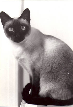 Hillary Sally Forth Porn Comic - ... Bettina Bettina Photo Smaller