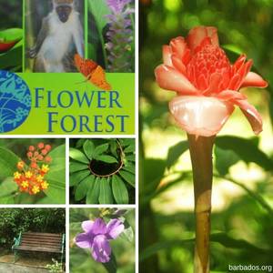 Barbados Porn Homemade - Let's go meandering through Flower Forest Barbados in the company of  beautiful butterflies soaking in nature's