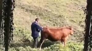 Fucking Cow Porn - Fuck cow Beast Films