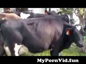 Funny Cow Porn - Funny Cow Porn | Sex Pictures Pass