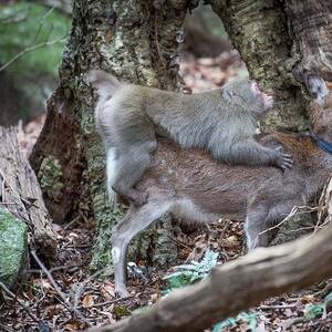 Monkeys Mating With Humans Sex - Wild monkey filmed mounting deer and trying to have sex with it | New  Scientist