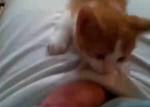 Cat Sucks Cock Porn - Beautiful cock sucked by a cat