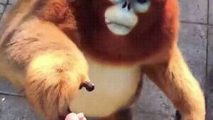 Italian Male Gay Monkey Porn - Monkey King Hentai Porn GIFs | Pornhub
