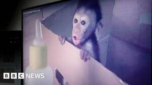 Monkey Sex Fetish - Global network of sadistic monkey torture exposed by BBC : r/worldnews