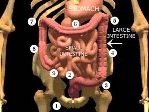 Intestine Bulge Porn - ... finally it'll turn again (7) and run downwards along the right side of  your torso (8) before coming to a stop at the exit of the small intestine  (9).