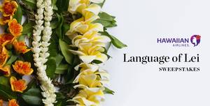 Hawaiian Airlines Porn - 0 replies 0 retweets 2 likes