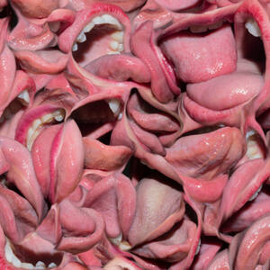 Abraxas Porn - Pornceptual Magazine Prints | Abraxas - PORNCEPTUAL