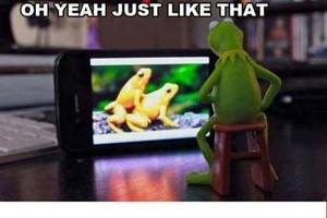 Miss Piggy Sing Porn - Frog Porn