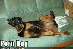 Cat Porn Captions - Porn Dog
