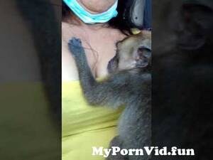 Girls Tits Sucking Monkey - breastfeeding my monkey from snake sucking breast milk Watch Video -  MyPornVid.fun