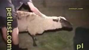 Mans Dick In Sheep Pussy - Skinny-ass dude fucking that tight sheep pussy