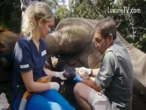 elephant huge cock - Elephant semen collection - LuxureTV