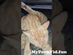 Cat Goddess Porn - cat effect watching porn #shorts from cat goddess nudedesi new porn masala  sex hindi video mba Watch Video - MyPornVid.fun