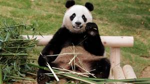 in panda costume - 