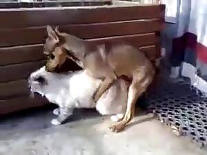 Cat Bestiality Porn - best cat porn videos page 1 at catherineii.com