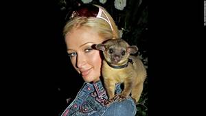Celebrity Monkey Porn - Paris Hilton arrives home with her new friend, a mammal called a kinkajou,  on