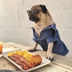Doug Funny Porn - 25 Times Doug the Pug Accurately Described Your Relationship With Food Â·  Food PornPug ...