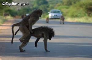 Baboon - More interesting if you're a baboon, I imagine